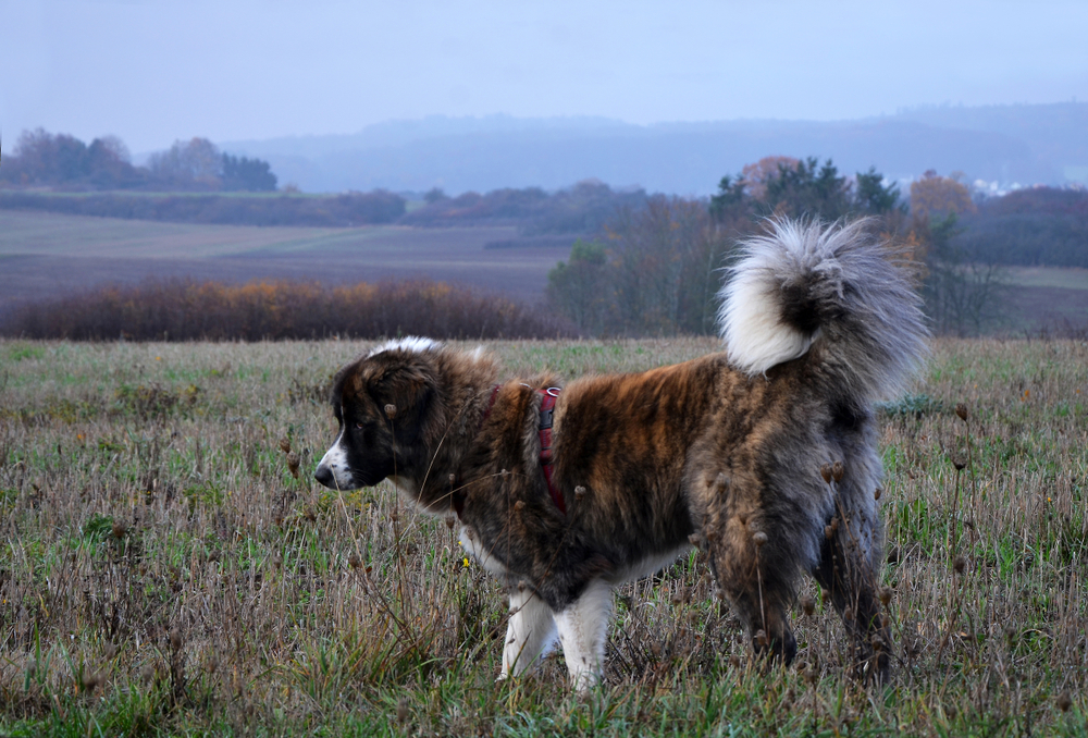 Han lever af at samle på hunde: Nu har han købt verdens dyreste hund til sin samling