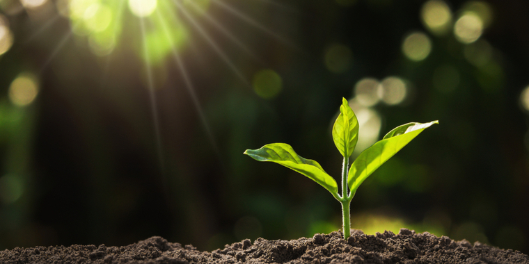 Mormor deler genialt trick – sådan booster du dine planter