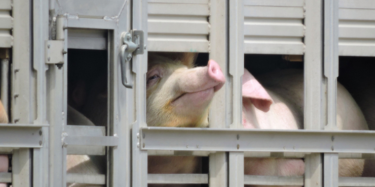 Skærpet kontrol virker: Danske svin har det bedre på vej til slagteriet