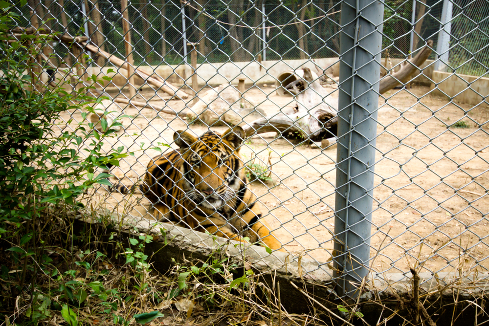 Kritik hagler ned over brug af tiger som underholdning ved fodboldkamp i USA