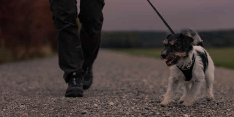 Gåtur med hunden endte galt: Brækkede kindben og blødning i hjernen