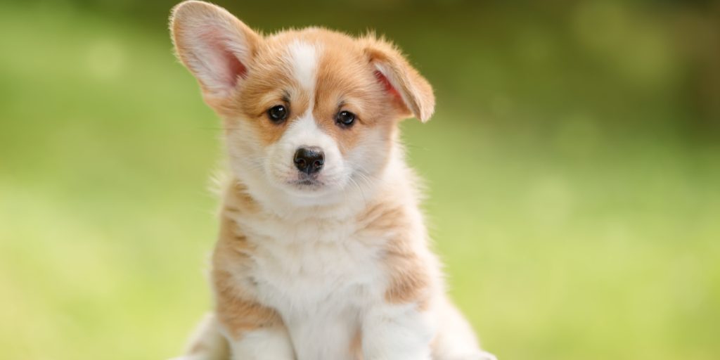 Her er svaret: Derfor bør du få et kæledyr