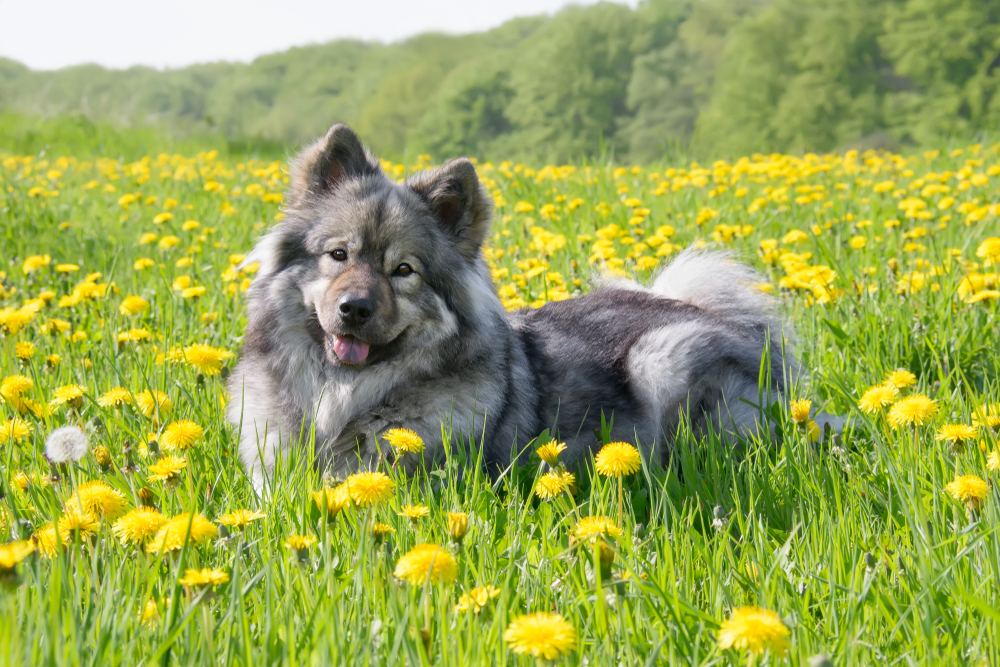 Efterlysning af elsket familiehund er nu indstillet – dog med sørgeligt resultat