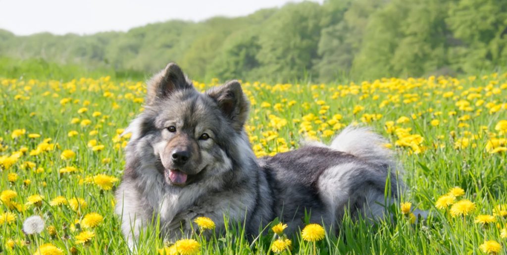 Har du en jaloux hund? Se listen over de 10 mest jaloux hunderacer