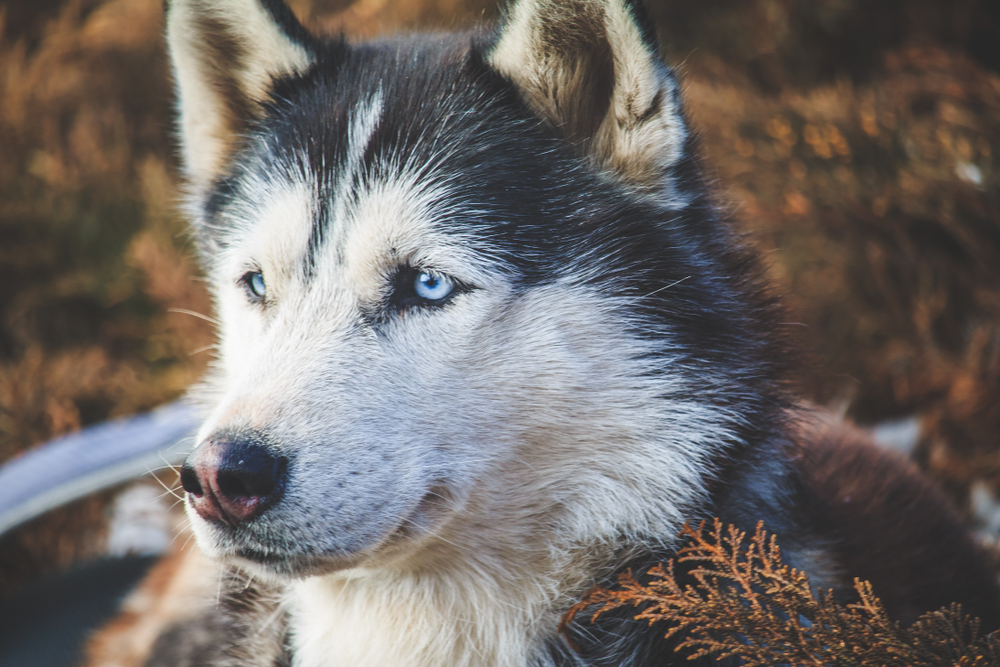 Husky forsvandt sporløs fra feriepasning: Så opdagede familien denne chokerende sandhed om dens skæbne