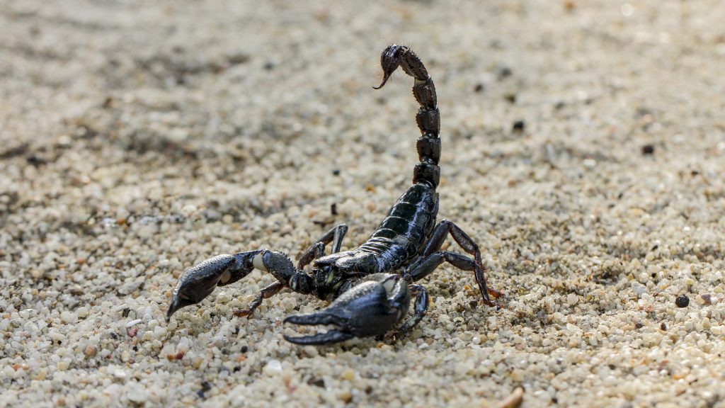 Skorpion fundet blandt grøntsagerne i dansk Netto