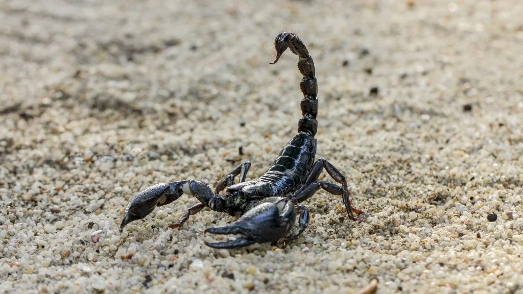 Skorpion fundet blandt grøntsagerne i dansk Netto