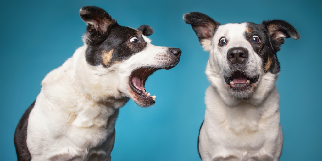 Naboens hunde har sendt kvinde på antidepressiv medicin