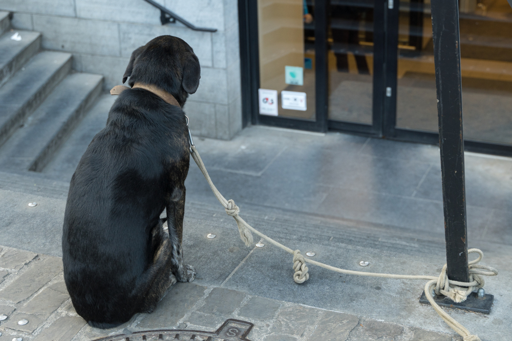 Labrador forsvandt sporløst, da den stod foran butikken: Så dukkede en salgsannonce op på en hjemmeside