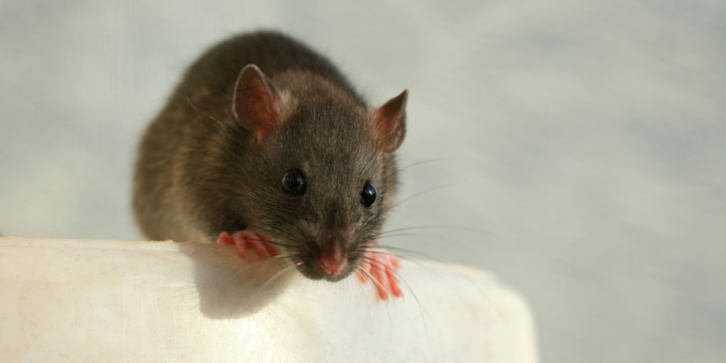 Veganer får kæmpe bøde: Nægtede at bekæmpe skadedyr fordi det gik ‘imod hendes tro’