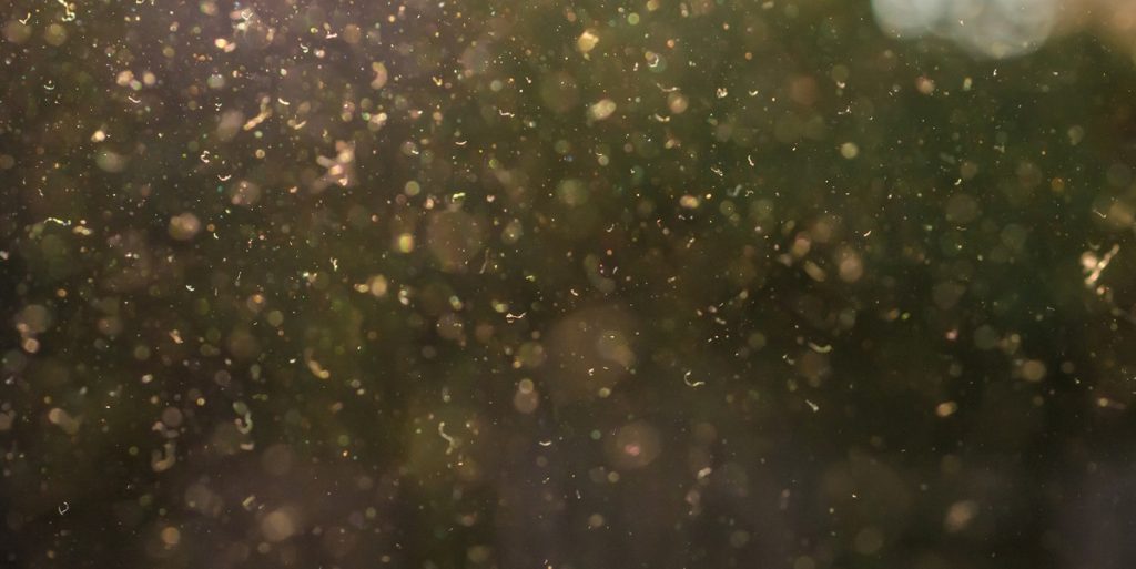 Danmark slår rekord: Pollentallet er på himmelflugt