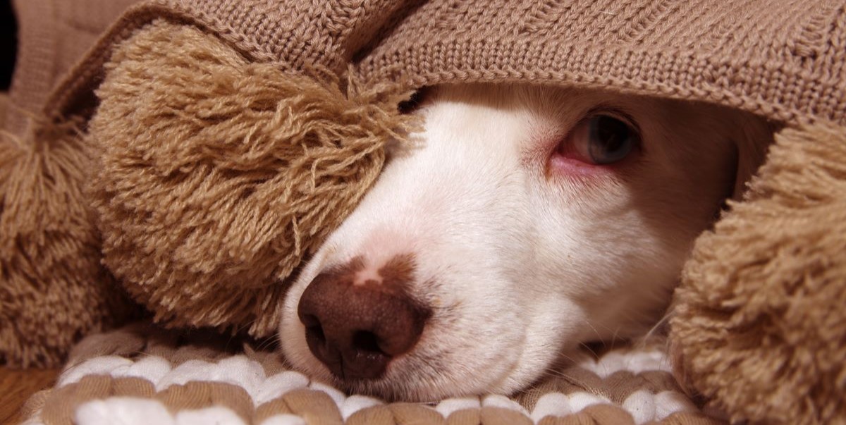 Er din hund plaget af allergi? Her er 6 vigtige symptomer