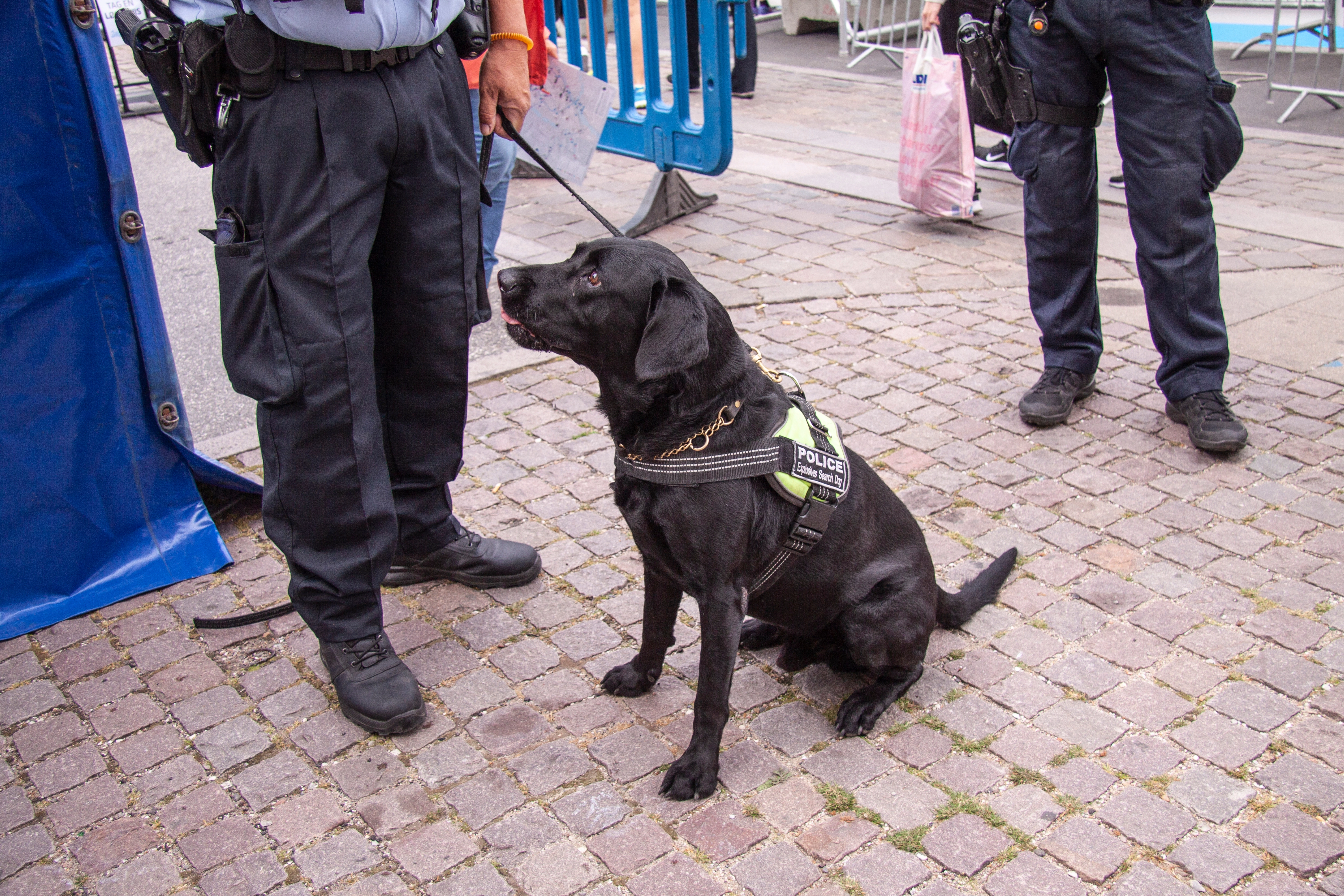 Politihunde hyldes: Snuser sig frem til to forsvundne ældre på en dag