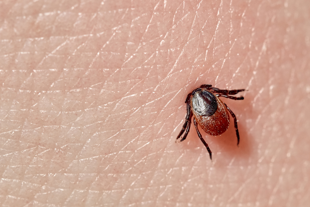 Udsender akut advarsel om flåter: Kan skabe stor ravage