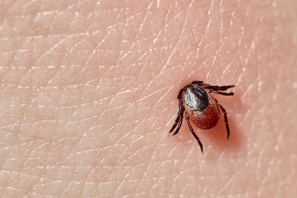 Flere danskere gør det: Kan beskytte dig mod flåtsygdomme denne sommer