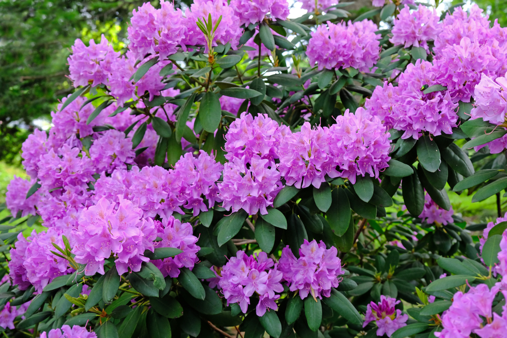 Hæld denne lage ud til dine hortensia, rododendron og magnolia: Giver kæmpe vækstboost