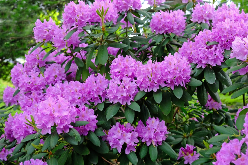 Hæld denne lage ud til dine hortensia, rododendron og magnolia: Giver kæmpe vækstboost