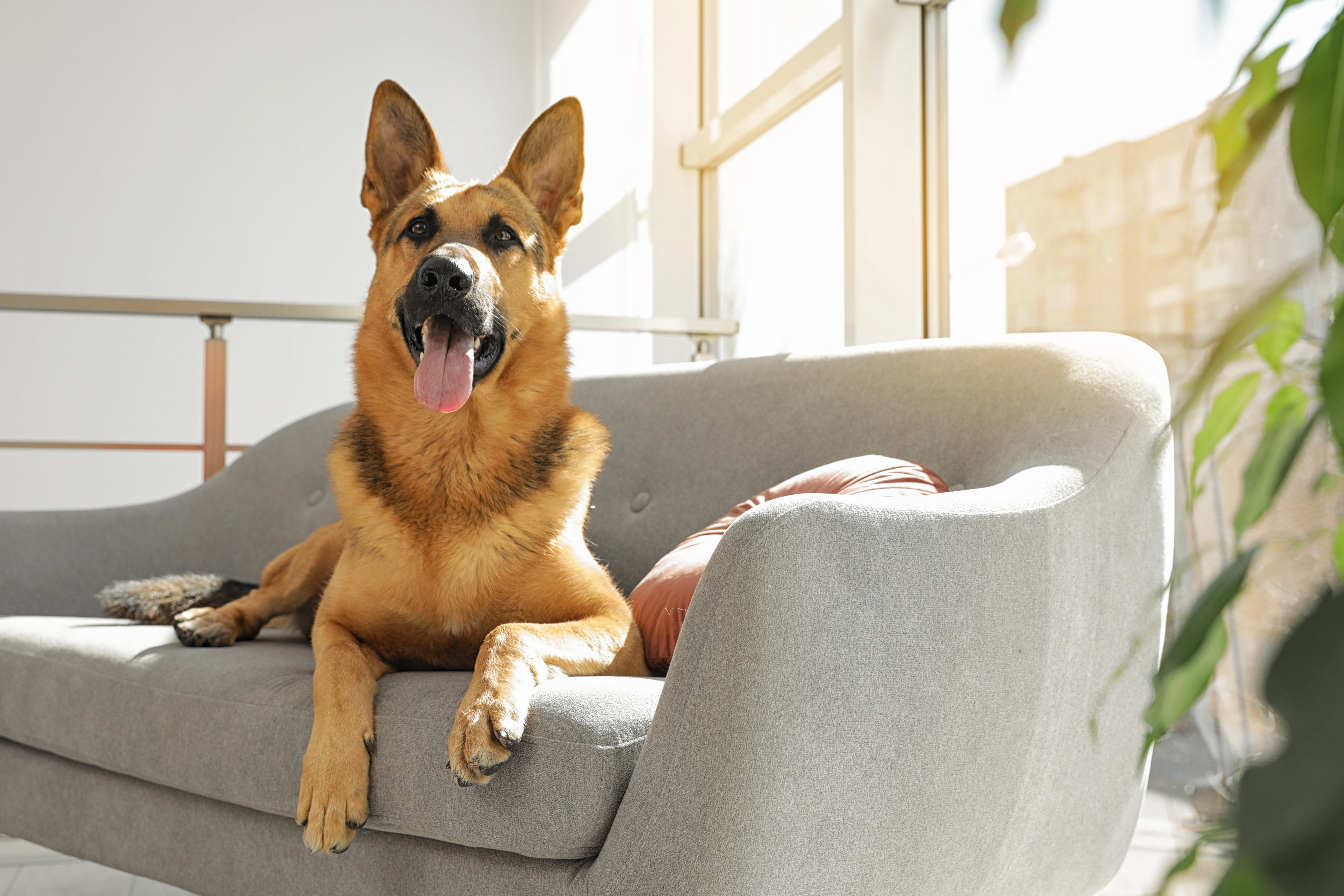 Karantæne eller sendt hjem? Sådan hygger du og din hund under corona-krisen