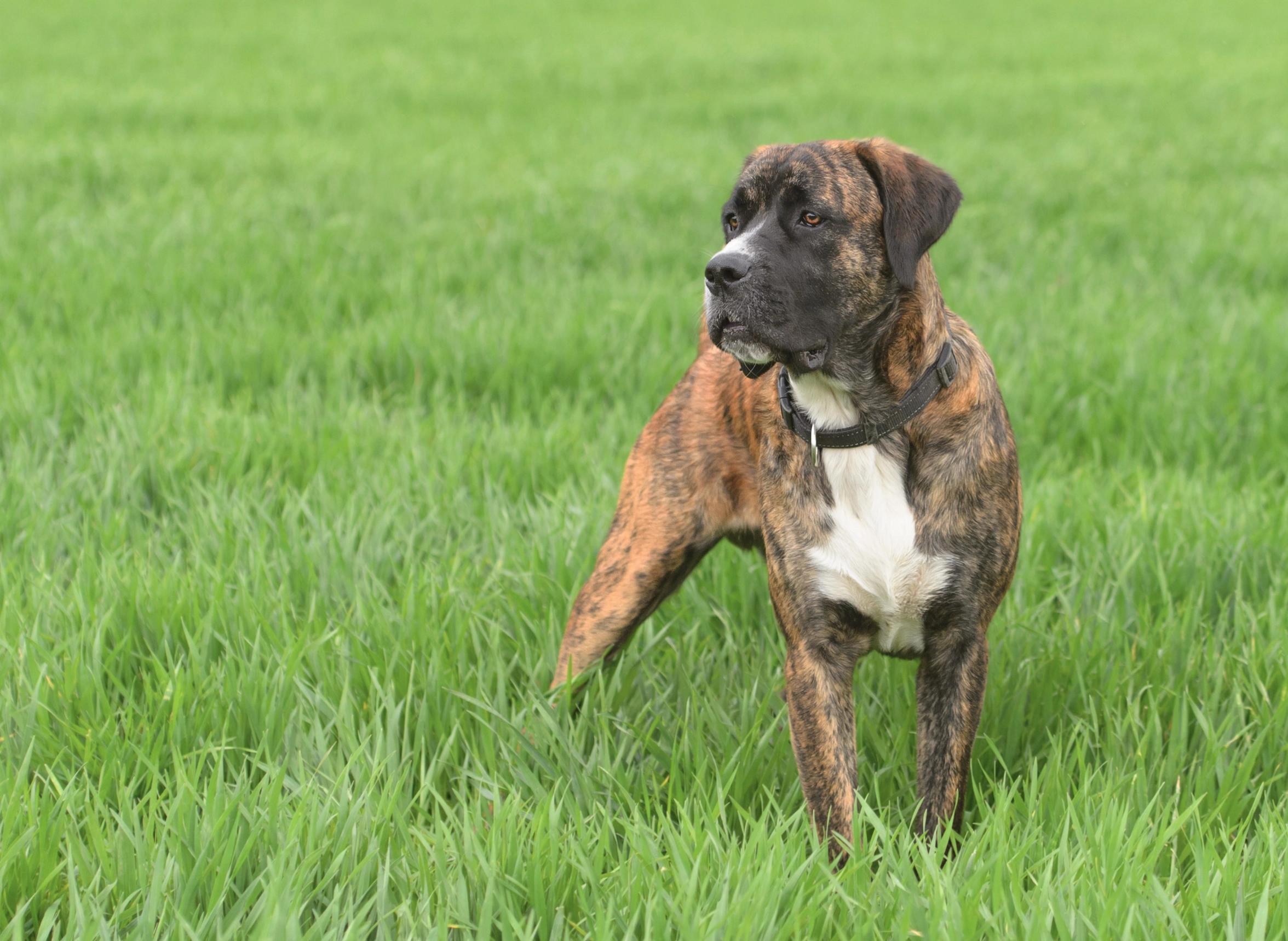 Bidsk hund brugt til mishandling: Odin bed kvinde hver dag i en uge
