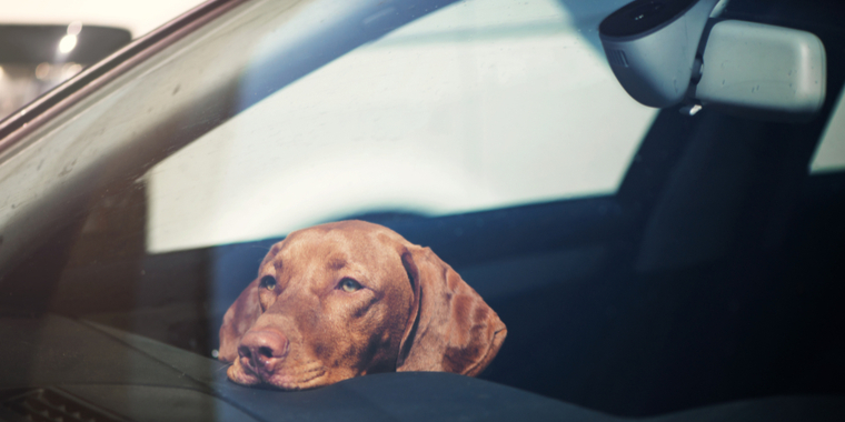 Politiet advarer: Hunde efterladt i varm bil ved dansk sygehus