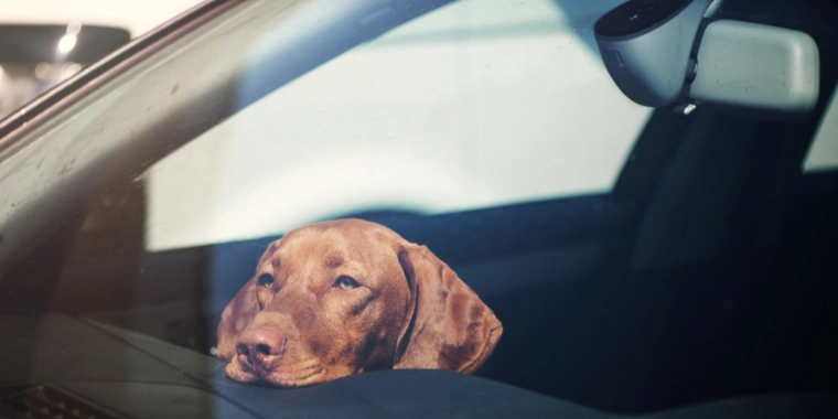 Politiet advarer: Hunde efterladt i varm bil ved dansk sygehus