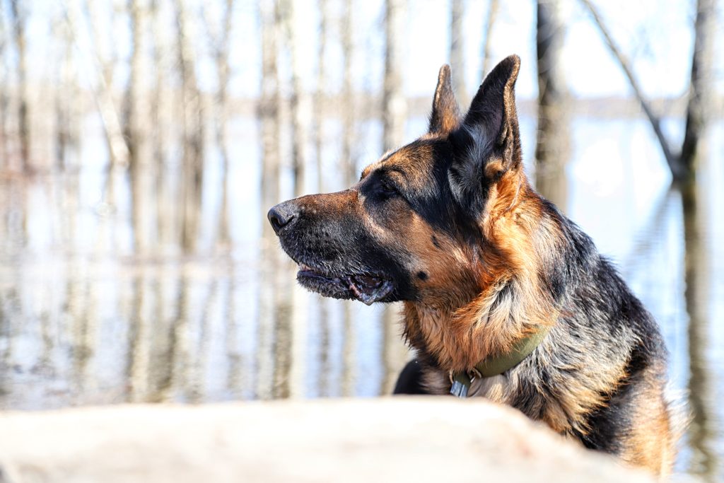 Politihunde på skolebænken: Skal lære at søge efter mennesker i søer og til havs