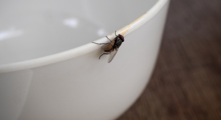 Sådan slipper du af med fluer i køkkenet: Kræver kun én bestemt ting