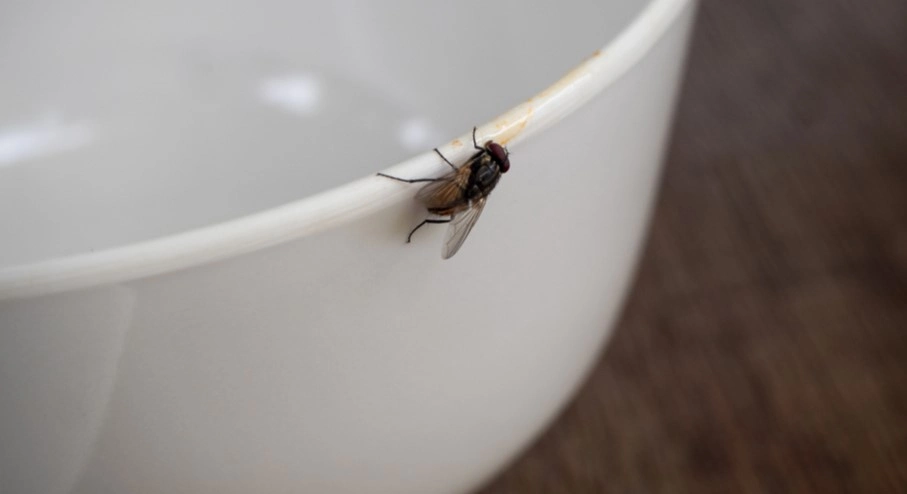 Insekter vil flygte fra dit hjem, hvis du sprøjter dette rundt i huset