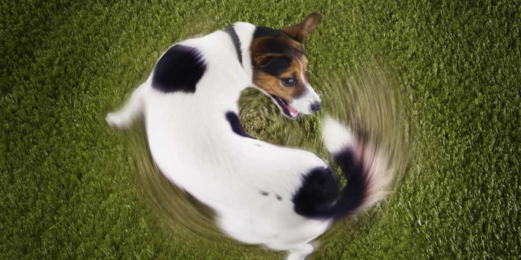 Jagter din hund sin egen hale? Hundeekspert melder ud om grund til bekymring