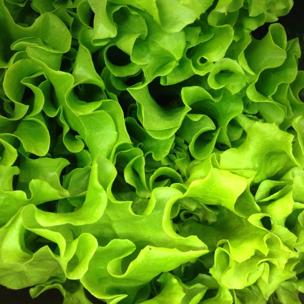 Listeria: Salat solgt over hele Danmark tilbagekaldes – Livsfarlig bakterie fundet hos producenten