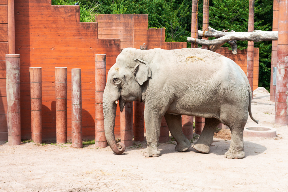 Zoo fejrer 165-års jubilæum: Kom tidligt og få en eksklusiv overraskelse