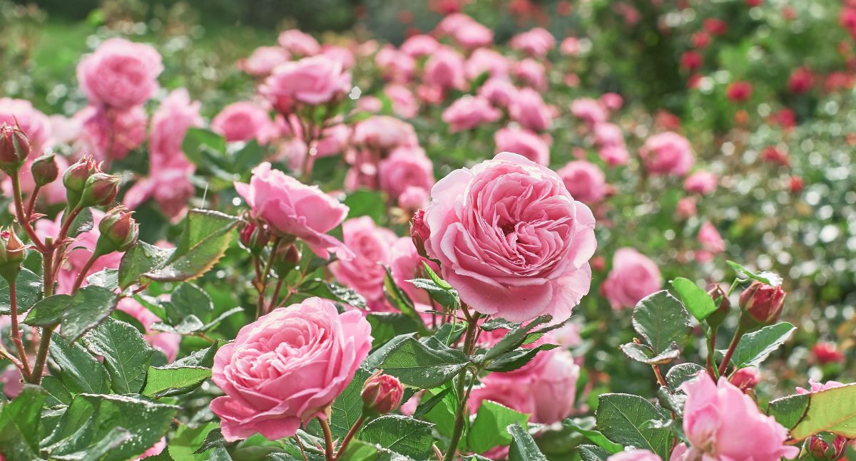 Nægter dine roser at springe i blomst, kan denne ingrediens få magien til at ske