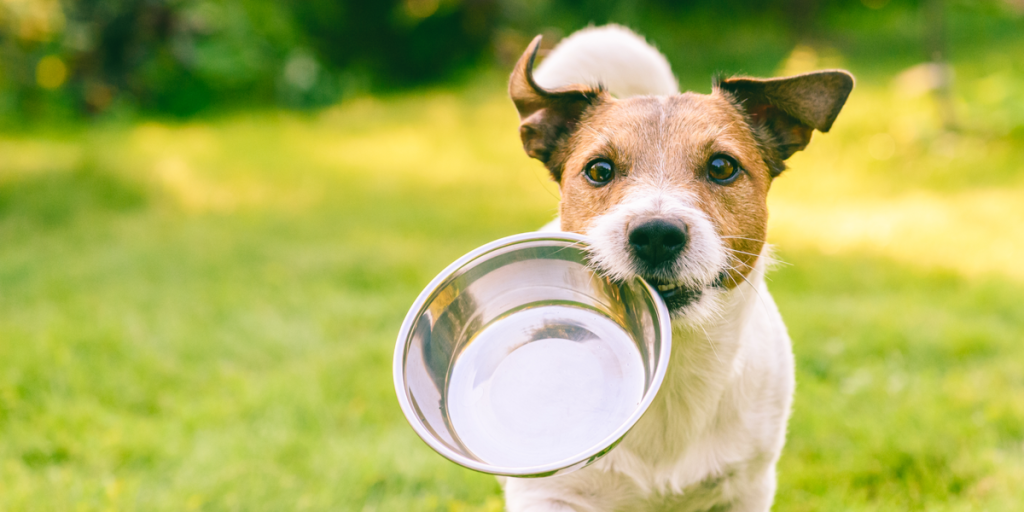 Advarsel til alle hundeejere: Kan være meget skadeligt