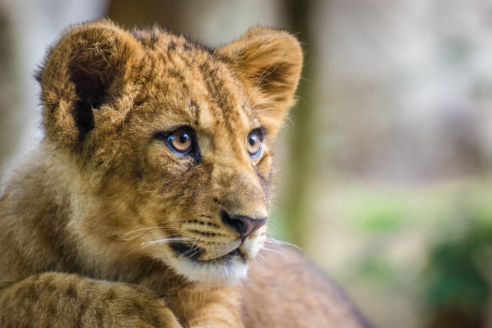 Odense Zoo med trist meddelelse: Må aflive løveungerne