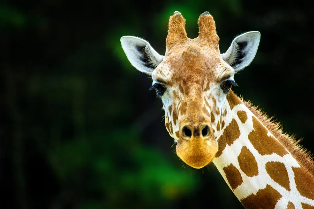 Giraffer, bjørne og andre Zoo-dyr kæmper mod madspild: Gnasker sig gennem danskernes overflod