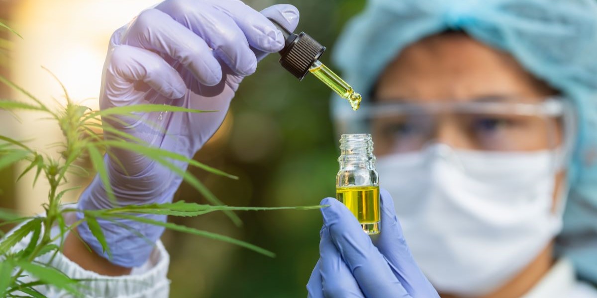 Bliver medicinsk cannabis en permanent mulighed? Afgørelsen falder i dag