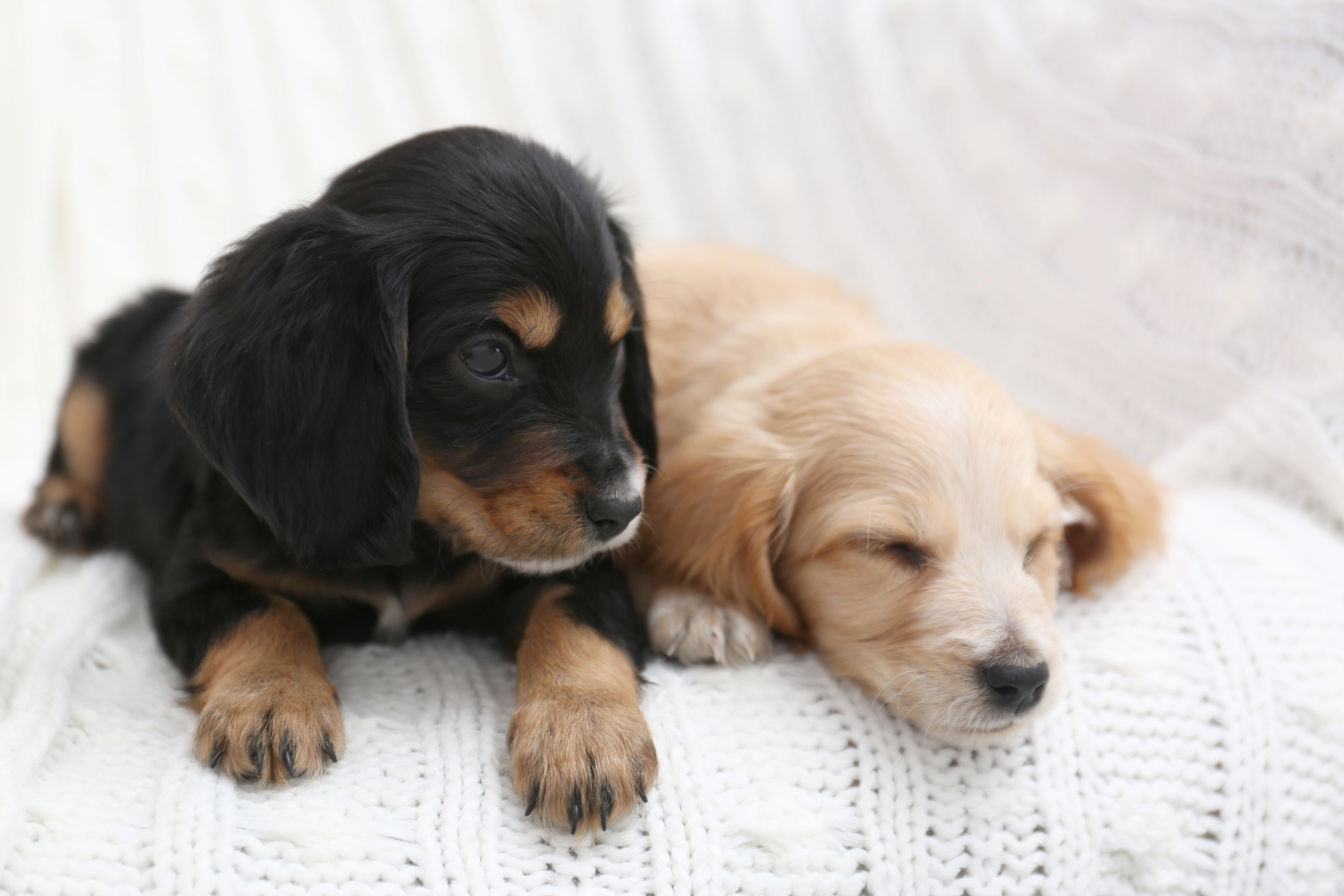 Flere haler skal logre: Udsatte og ældres hunde tilbydes nu hjemmehjælp