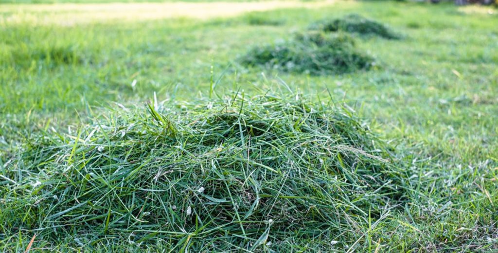Derfor bør du ikke samle dit græsafklip