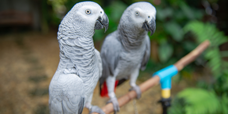 Papegøjer sviner dyreparks gæster til: Nu straffes de