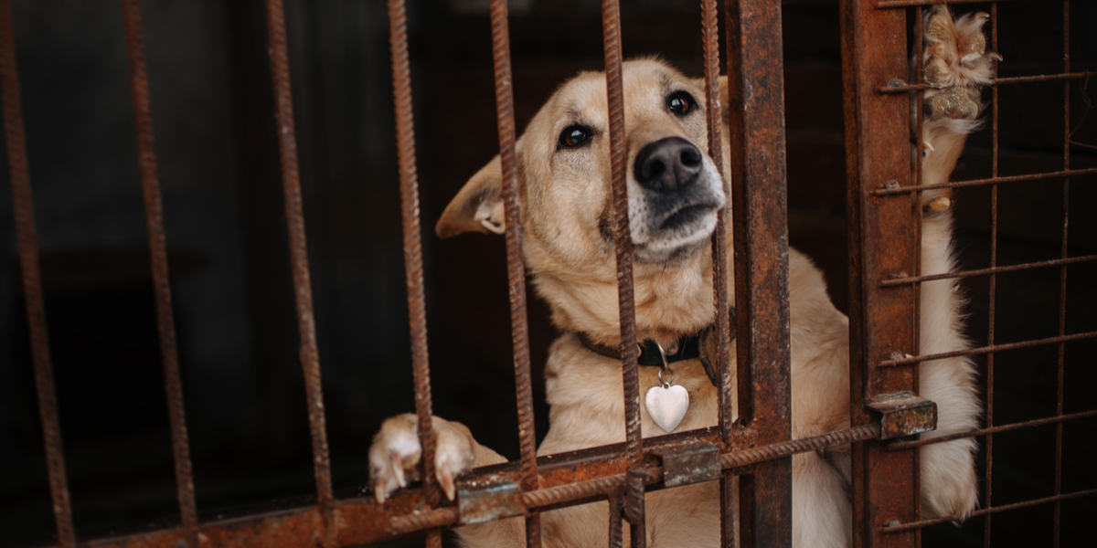 Låser sine hunde inde i små bure uden vand: Slipper nu med advarsel