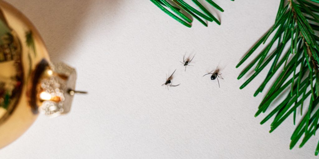 Biolog med opfordring til danskerne: Dit juletræ kribler og krabler – Dette skal du gøre