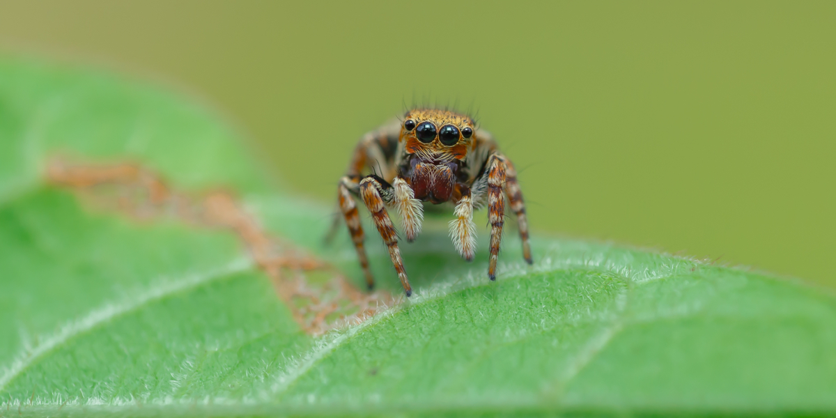 Edderkop stopper byggeri til flere milliarder