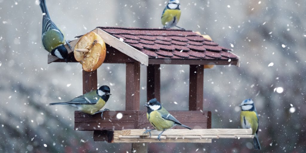 Dyrenes Beskyttelse med bøn til danskerne: Hvis I vil fodre fuglene i vinteren, skal I ændre metoden