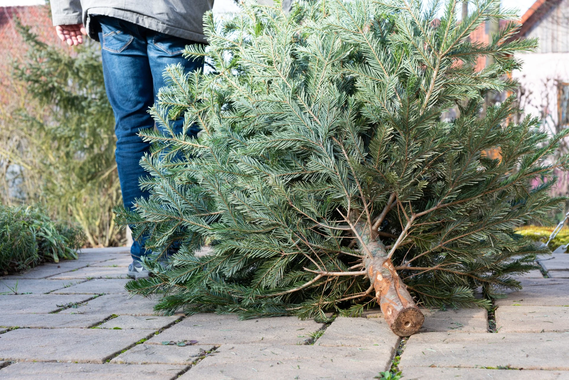 Har du også tænkt på, hvad der sker med de usolgte juletræer? Her er svaret