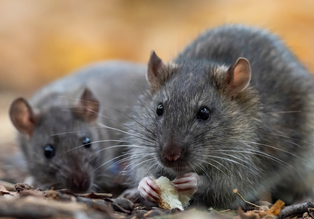 Ekspert advarer: Rotter kan ‘overtage’ din have, hvis du efterlader 1 almindelig ting udenfor