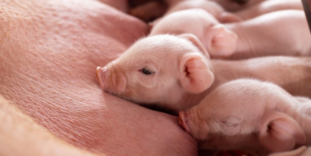 Ikke godt nok: Problematiske forhold i danske svinestalde afsløret