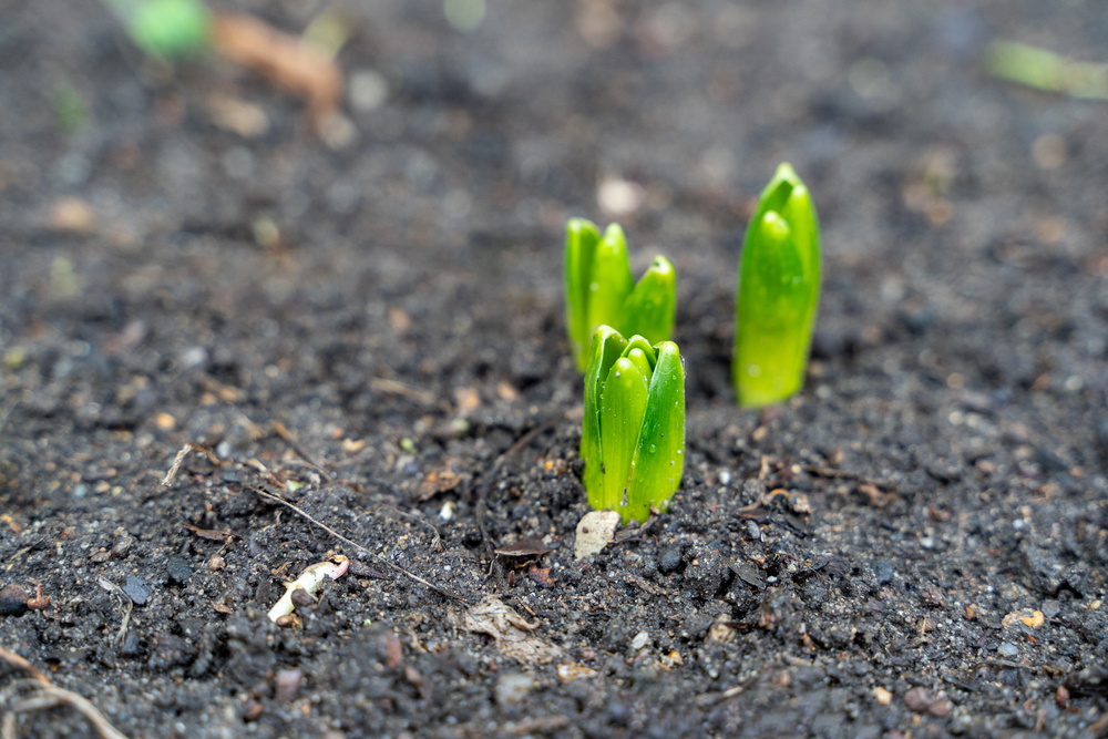 Én blomst, du bør plante nu – den giver en smuk have hele sommeren