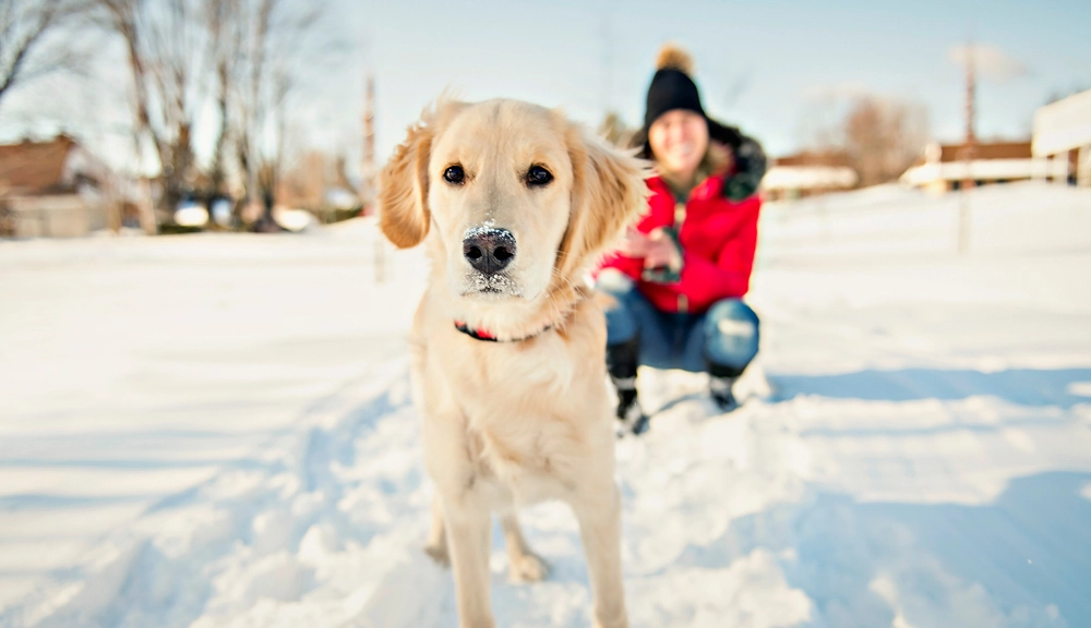 8 gode råd til når du lufter din hund om vinteren: Særligt nr. 5 er vigtig at holde øje med!