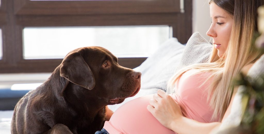 Hund mærker babyen sparke for første gang: Gravid kvinde fanger det søde øjeblik på film
