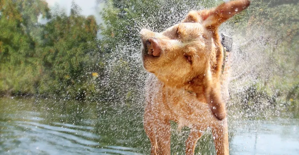 Gode tips: Sådan får du en rigtig vandhund